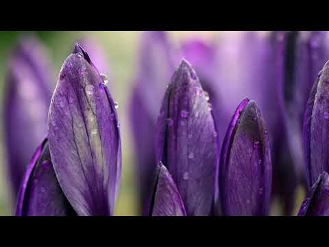 Cornelia Andreika - Te-ai aplecat la cruce