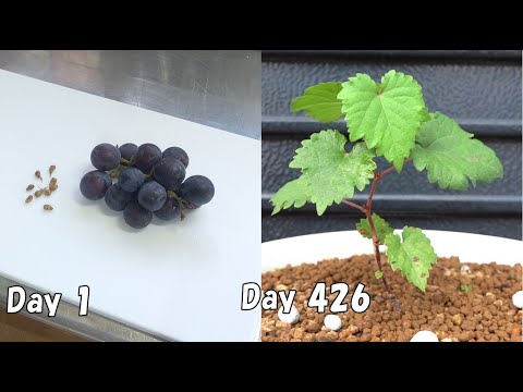 , title : '食べたぶどうの種を植えたら、発芽するのに207日もかかった / Grow grapes from store-bought grapes'