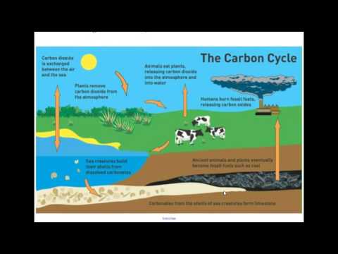 Busy Moms Nutrient Cycle Management
