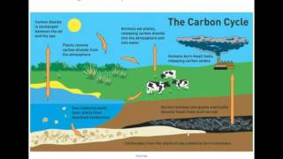 Nutrient Cycles