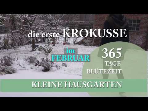 Erlebnisse im Garten : die ersten KROKUSSE | Februar 2019 | 365 Tage blühender Garten