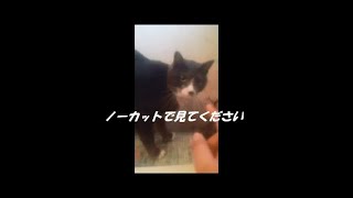 あさひとぎんたであそんだよ★アンパンマンおふろでケーキやさん♪