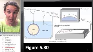 Action Potential 6- The action potential