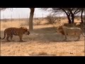 Harimau Bengal Vs Singa Afrika Apakah Harimau Melarikan Diri Contoh Jika Harimau Hidup Di Sava