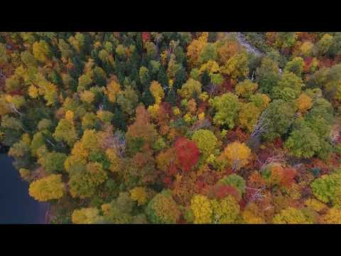 Synonym, Si-Klon, Sub-con5cience - Interconnected Synthesis