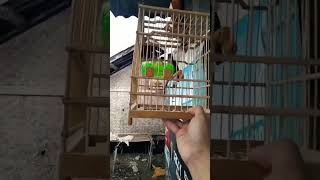 Download lagu Jongkangan/cingcoang coklat gacor #kicaumania #birds mp3 Download lagu Jongkangan/cingcoang coklat gacor #kicaumania #birds mp3