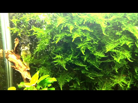 "Christmas moss" shrimp tank 25G