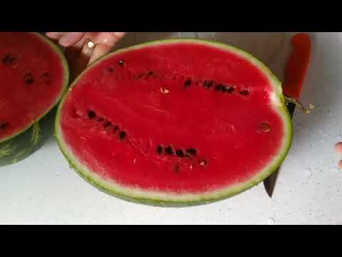 yılın ilk karpuzu nasıl çıktı?karpuz nasıl kesilir 👋