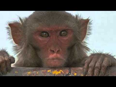 Opowiadanki 1# Małpka.