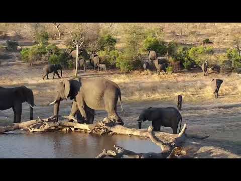 Djuma: Elephants get a drink - 17:10 - 09/25/19