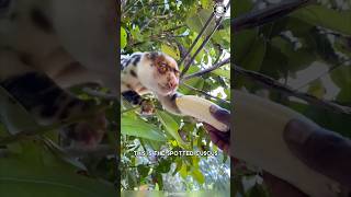 Spotted Cuscus 🌿 The CUTEST Tree Creature!