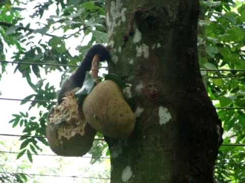 Filme Os Trapalhões na selva encantada