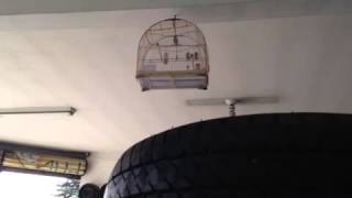 CRIADOURO BARCELONA - Suicida em treinamento!!!!!