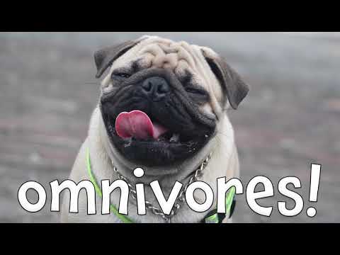 Omnivores! Learning Omnivore Animals for Kids