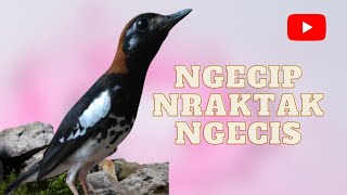 Download lagu ANIS KEMBANG GACOR  kombinasi nraktak ngecis dan ngecit anis kembang betina binal mp3