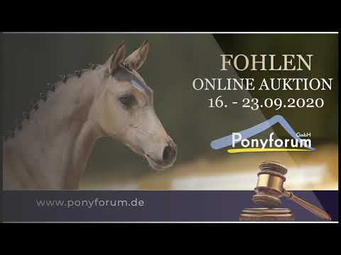 TOTAL GENIAL HF v Total Hope Old. - Timing Welsh B