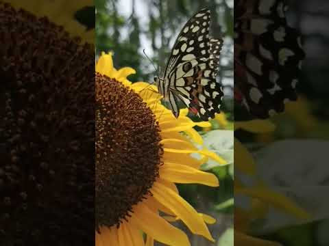 || Sunflower with Butterfly || #Shorts #Pratima