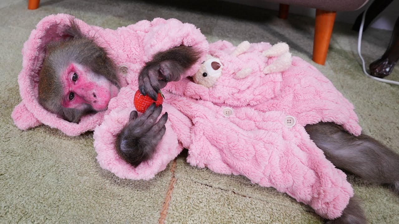 「着る毛布」を買ってもらって死ぬほどダラけるお猿さんが可愛い