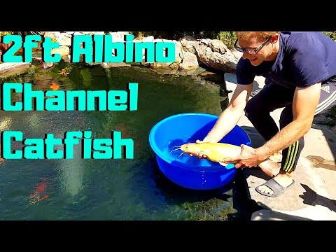 Adding more fish to my pond, plus a giant 2ft albino channel catfish