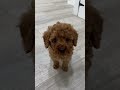 Miniature Poodle dogs for sale: Wally - Video 1