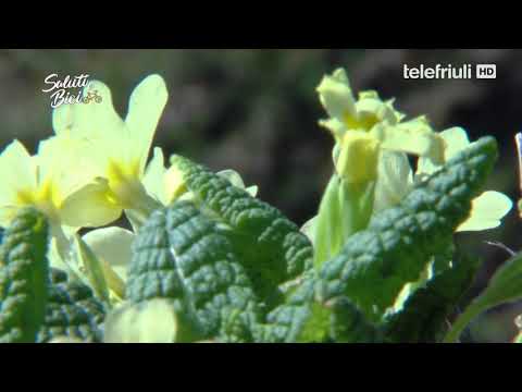 Saluti e Bici - Anello delle Risorgive da Codroipo