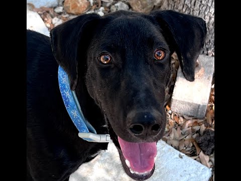 Flap Jack, an adoptable Labrador Retriever & Retriever Mix in Austin, TX_image-1