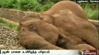 Male wild elephant run over by speeding train at Coimbatore, with 4 other elephants standing guard