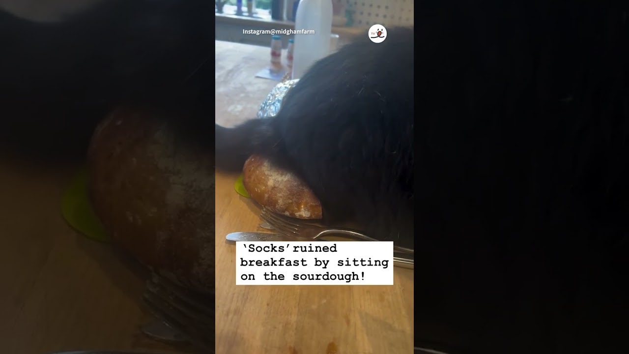 Sitting on my breakfast?! 😳