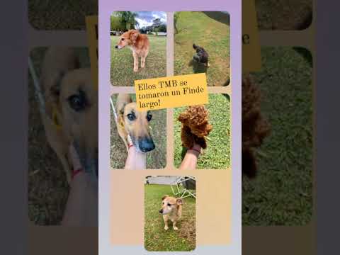 Video de Hosteria Los Grillos