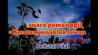 Download lagu MP3 suara perkutut pikat / pemanggil lawan mp3 Download lagu MP3 suara perkutut pikat / pemanggil lawan mp3