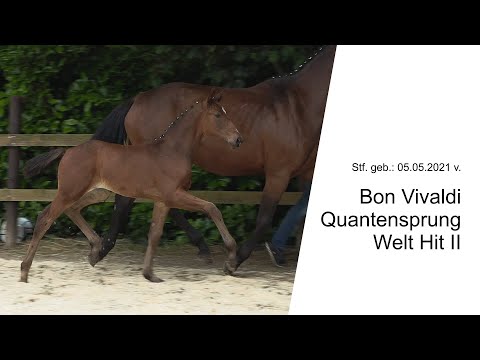 Stf v Bon Vivaldi x Quantensprung x Welt Hit II 2021