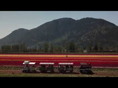 Train Ride through the Tulips