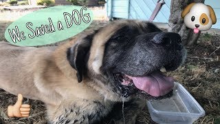 We Saved a Dog + Quick Build Update VANLIFE