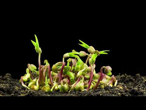 Mung Bean Germination Time lapse 4k video