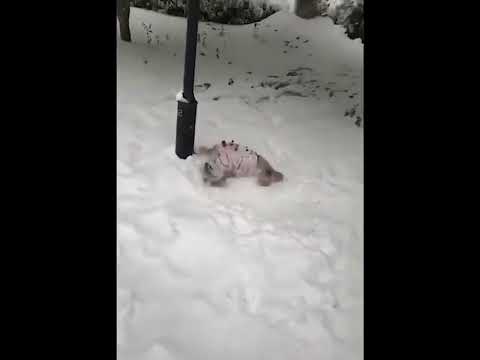 funniest animal videos of 2022 - funny golden retriever btdogs and cutest golden puppies  V.18451 #