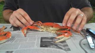 How To Properly Pick A Crab | What