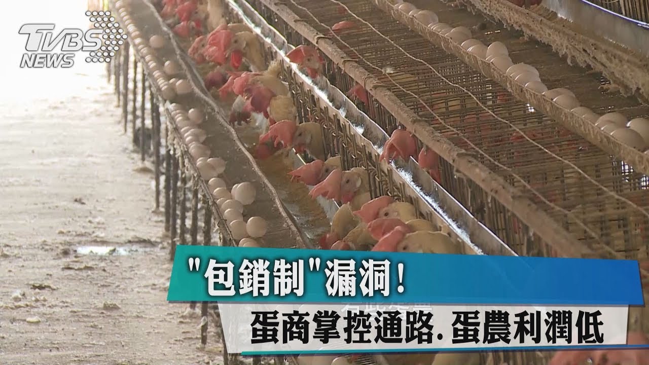 「包銷制」漏洞！　蛋商掌控通路、蛋農利潤低