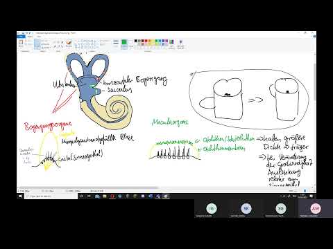 Physiologie: Ohr 3 – Vestibularorgan
