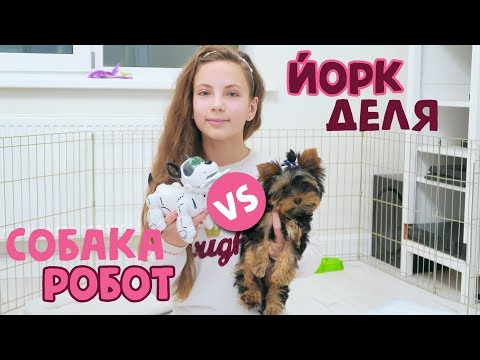 ЙОРКШИРСКИЙ ТЕРЬЕР ДЕЛЯ VS СОБАКА-РОБОТ PUPBO Silverlit