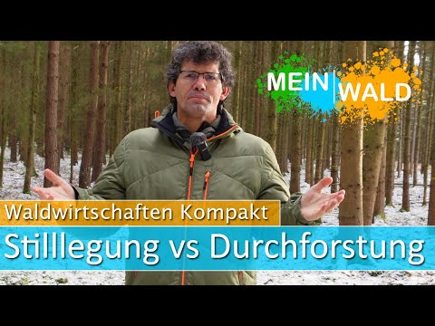 🌳🌲Ist die Stilllegung von Wäldern besser als die Durchforstung?
