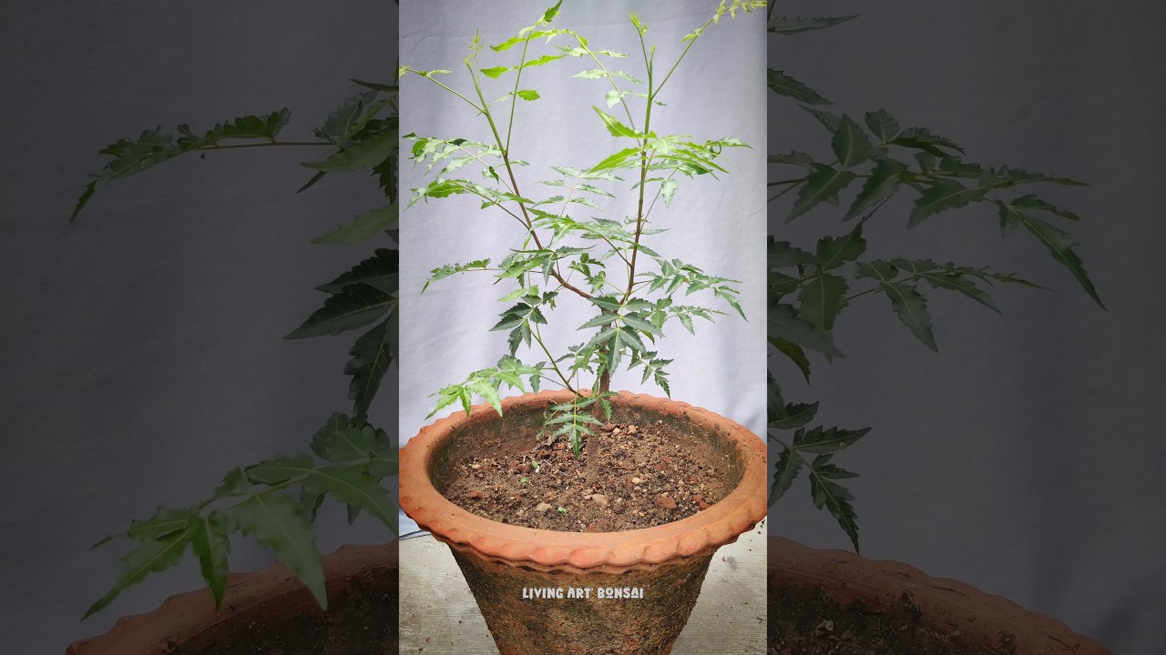 Neem Bonsai Wireing 🌳