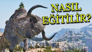 ARK ASCENDED Bison Eğitme Rehberi! Full Tarım Sistemine Giriş 🦬 - B10