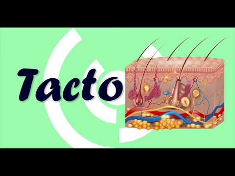 Sentido del Tacto - Fisiología