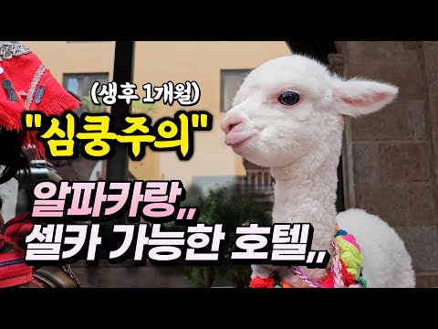 페루 쿠스코에서 JW 메리어트 체험기: 알파카와의 하루를 기대하며