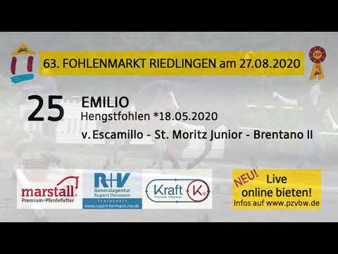 25 EMILIO - HF v. Escamillo-St. Moritz Junior - Fohlenauktion Riedlingen 2020