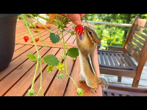 집에서 키운 딸기 화분을 다람쥐들은 얼마나 좋아할까?