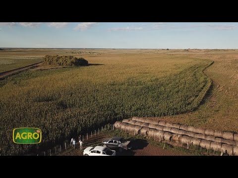 Don Carlos: Modelo exitoso de ganadería regenerativa en La Pampa (#1030 2023-05-06)