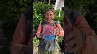 Download lagu BIRD CAGE FROM RICE CONTAINER #awesome mp3 Download lagu BIRD CAGE FROM RICE CONTAINER #awesome mp3