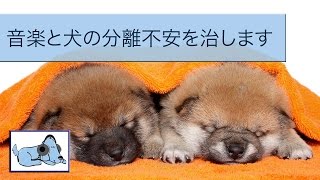 犬や子犬のためのリラクゼーションの夢の音楽!癒しの音楽の犬