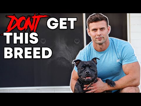 Don't get a Staffordshire Bull Terrier...